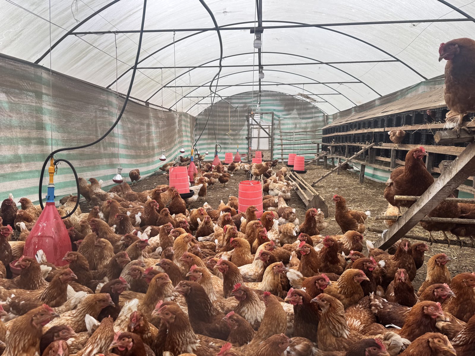 Galpón de pastoreo lleno de gallinas