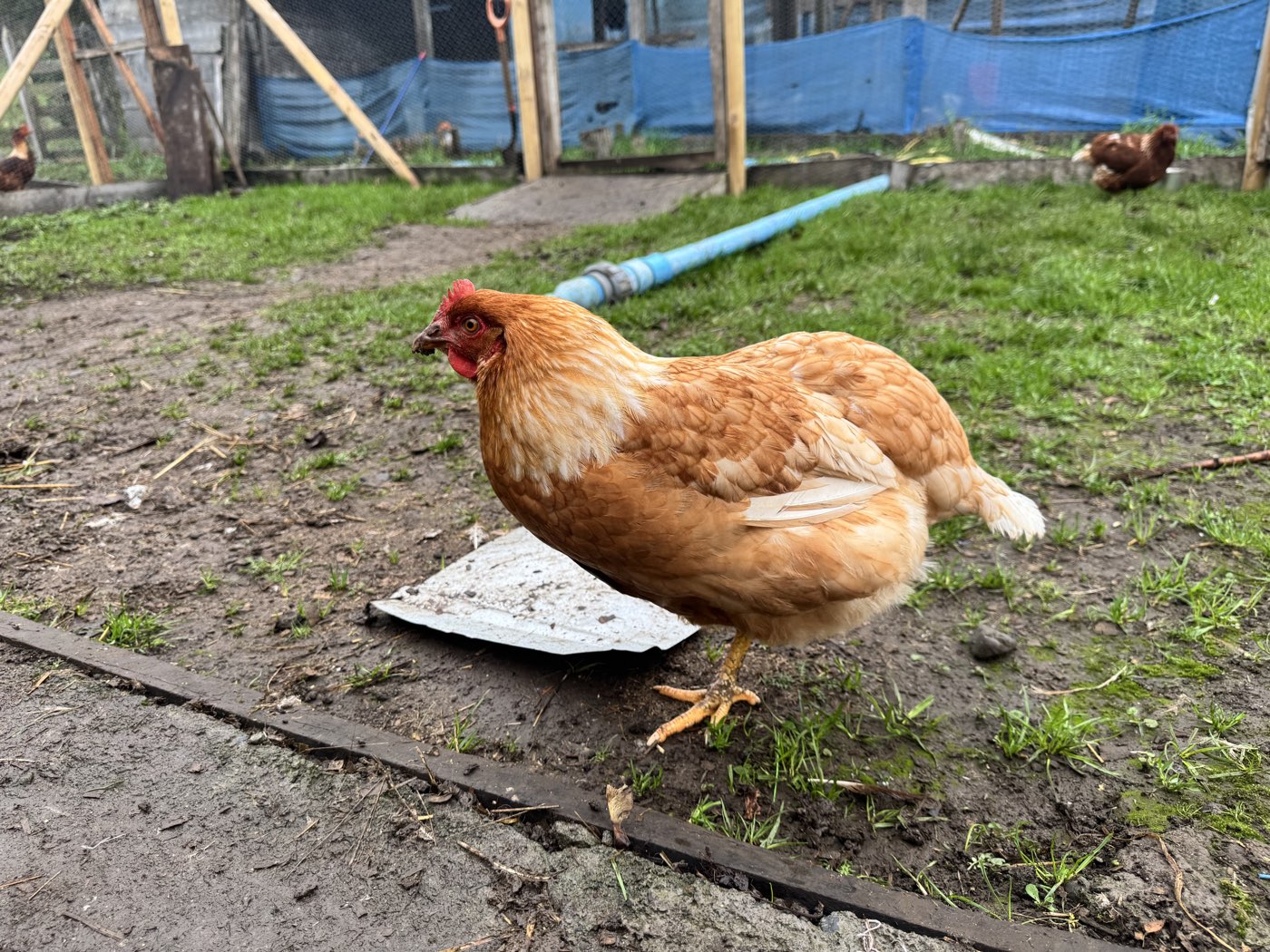 Gallina en la pradera