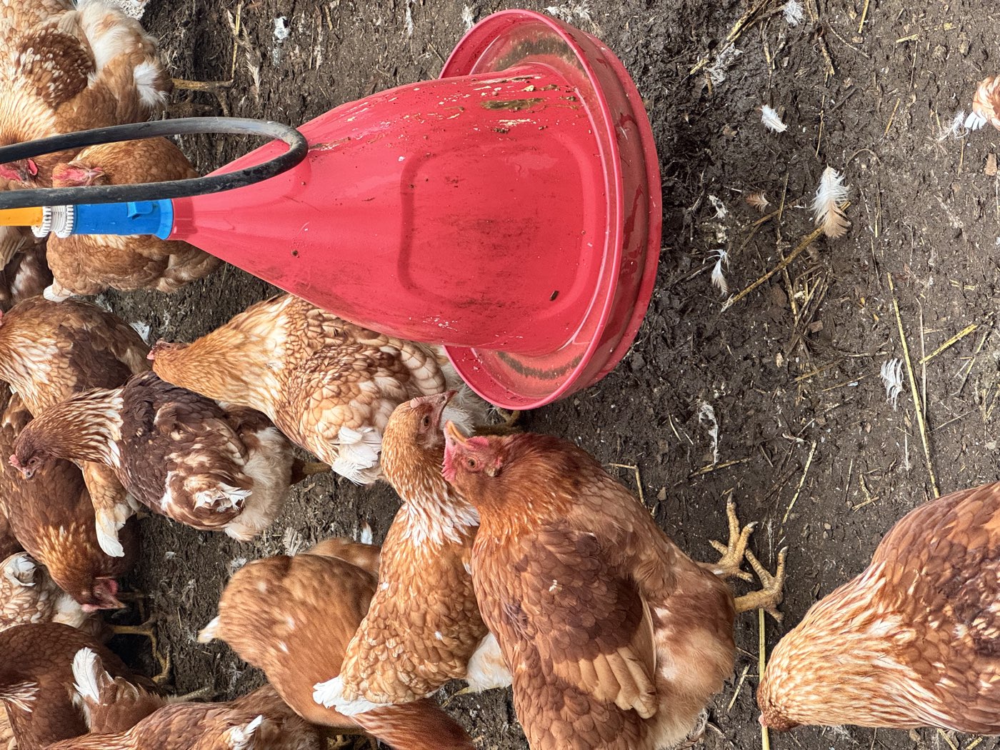 Gallinas en el comedero