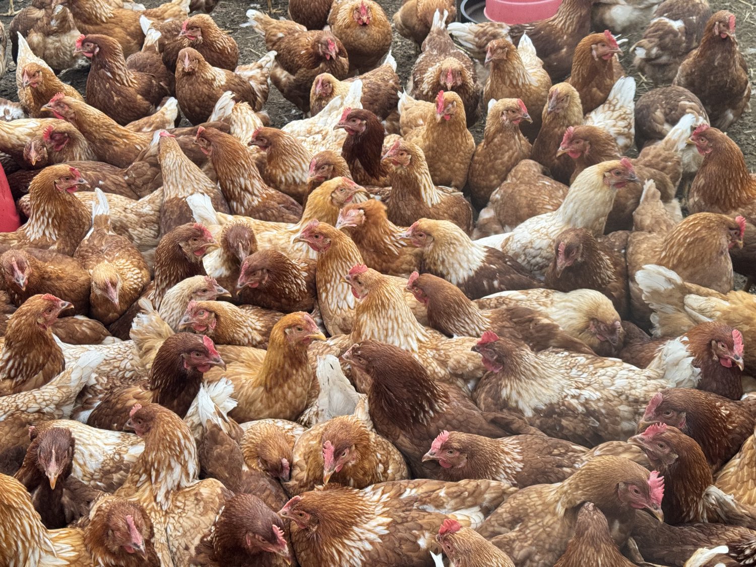 Bandada de gallinas de Villa Cautín