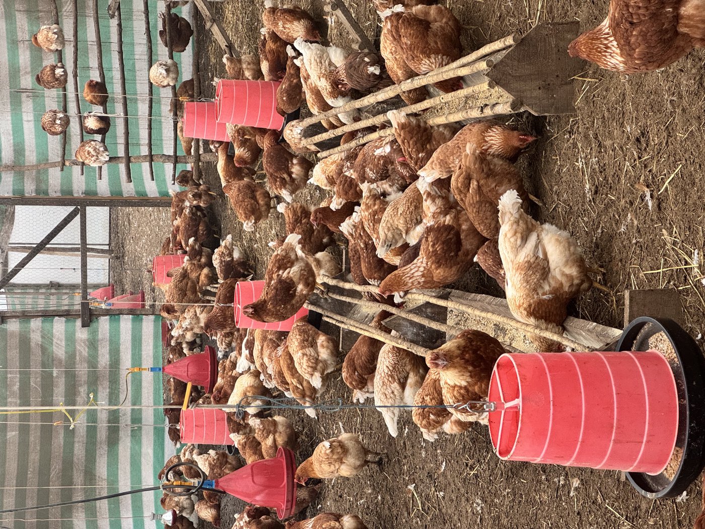 Gallinas alimentándose