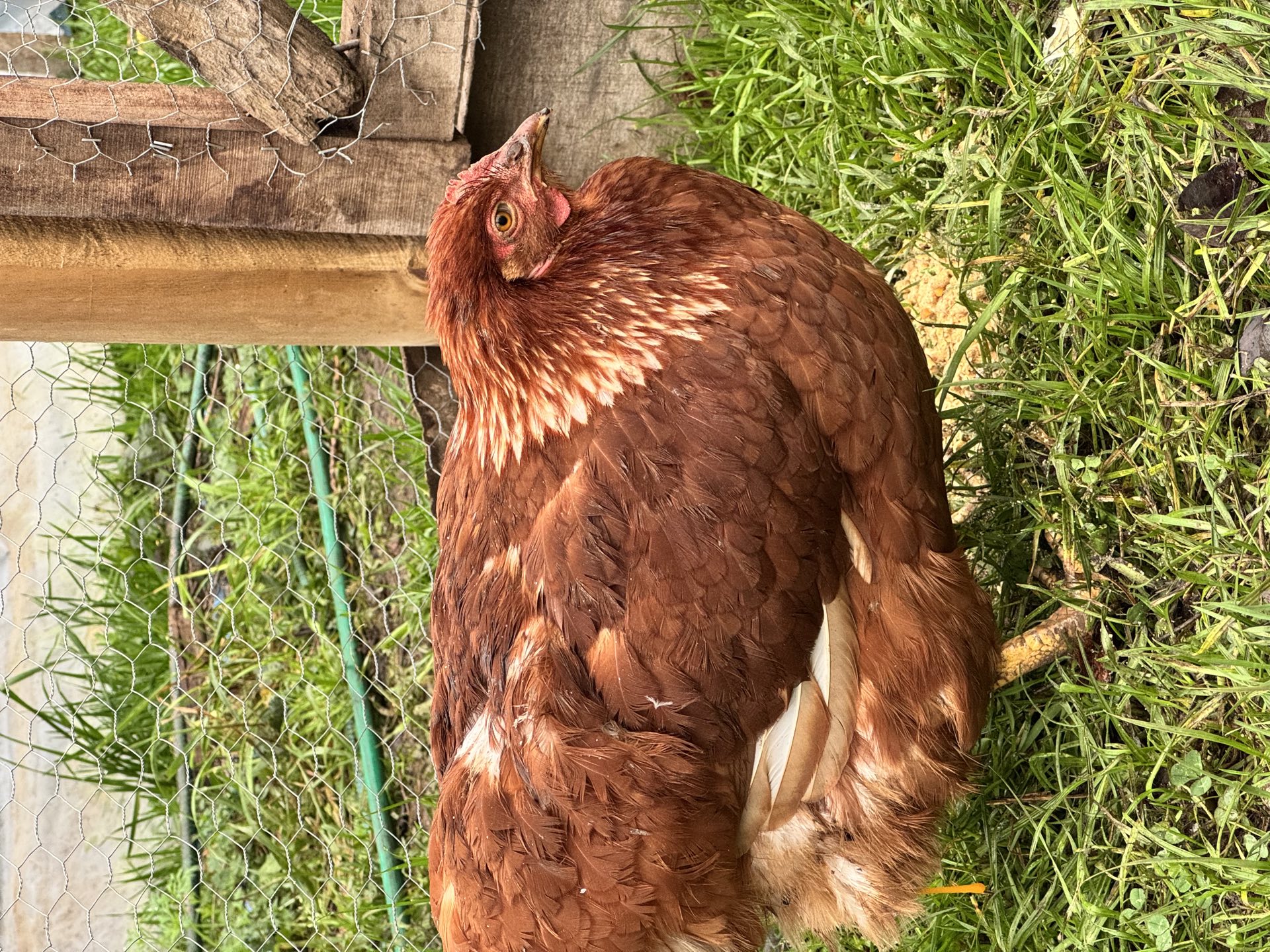 Gallina de campo en pastoreo en Villa Cautín